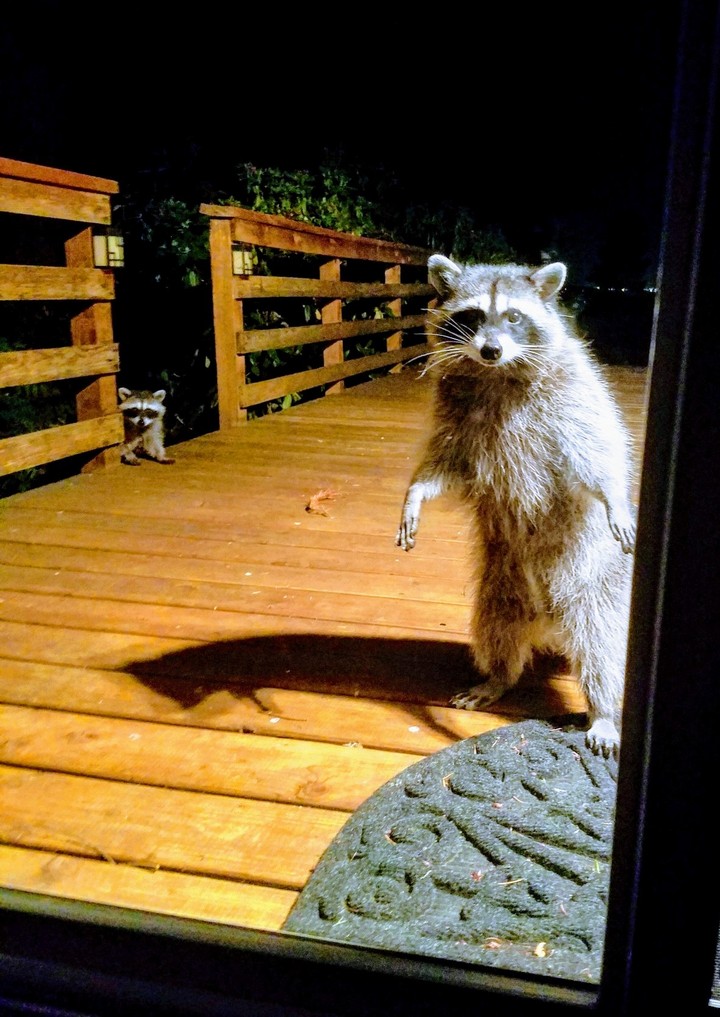 a perfectly welcome uninvited guest