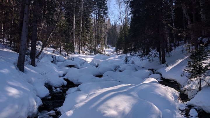 winter forest