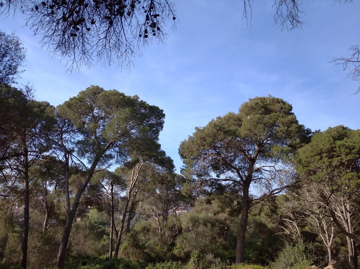 Fresh morning in the forest