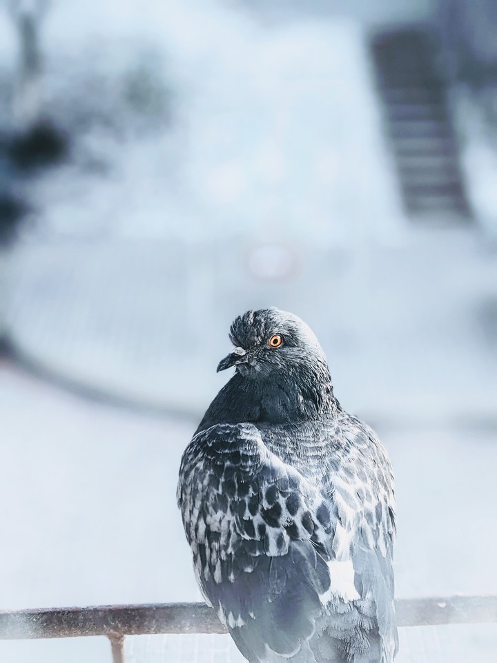 Pigeon
