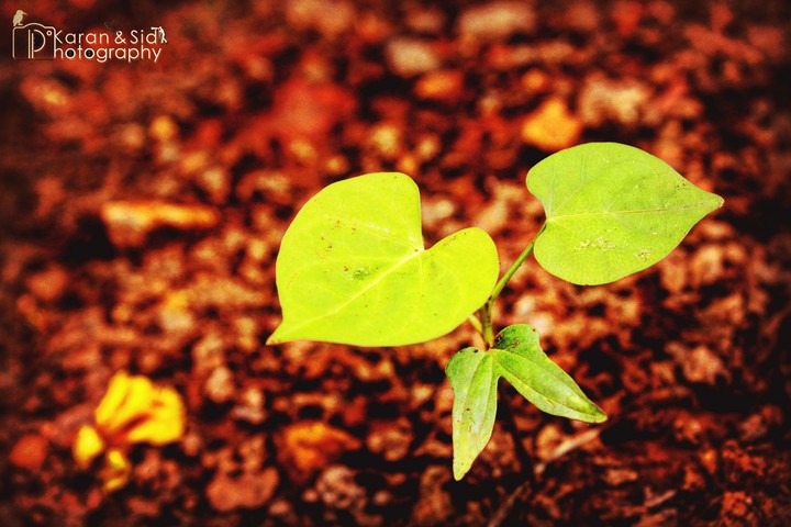Leaves