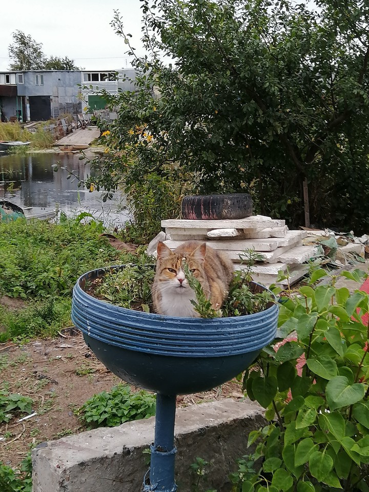 Кот отдыхает