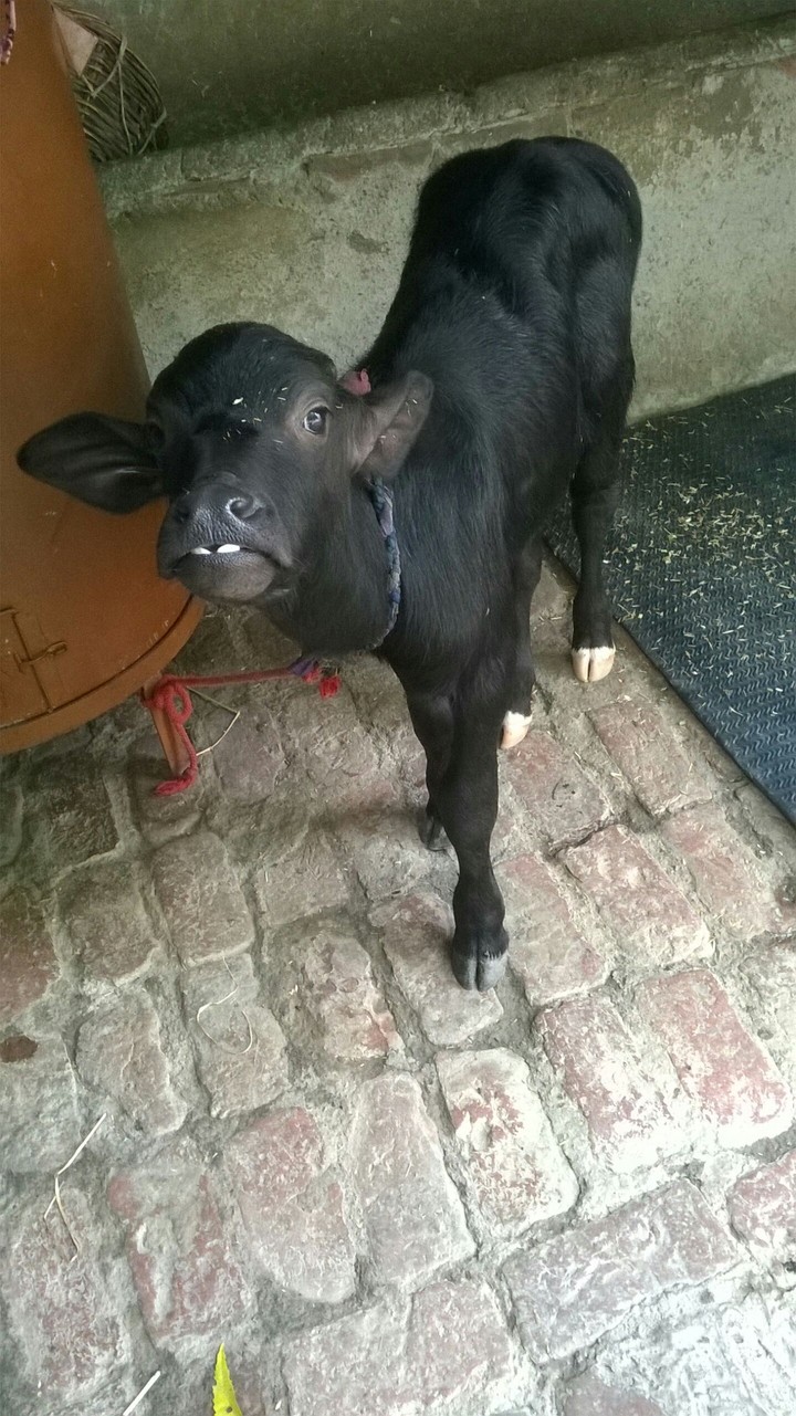 photo of chutki
