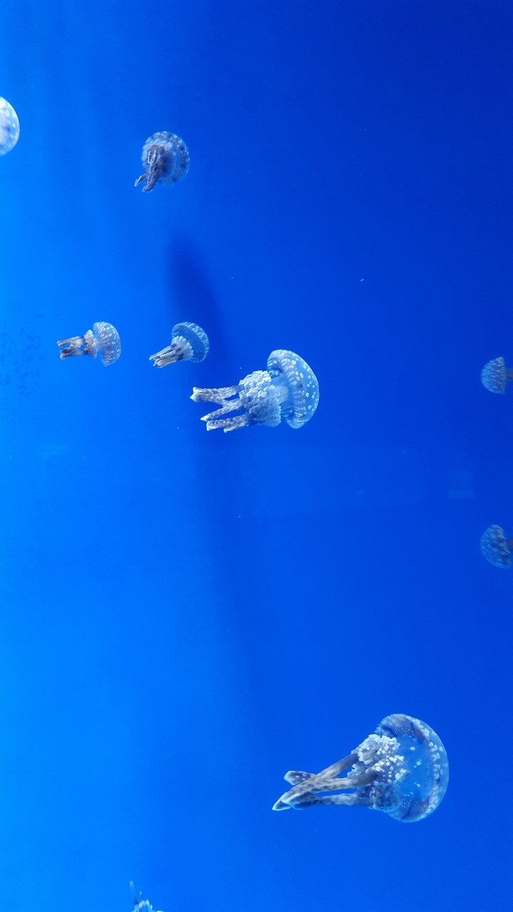 Jellies