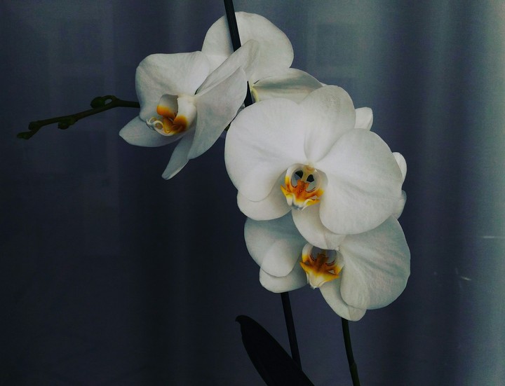 Orchid