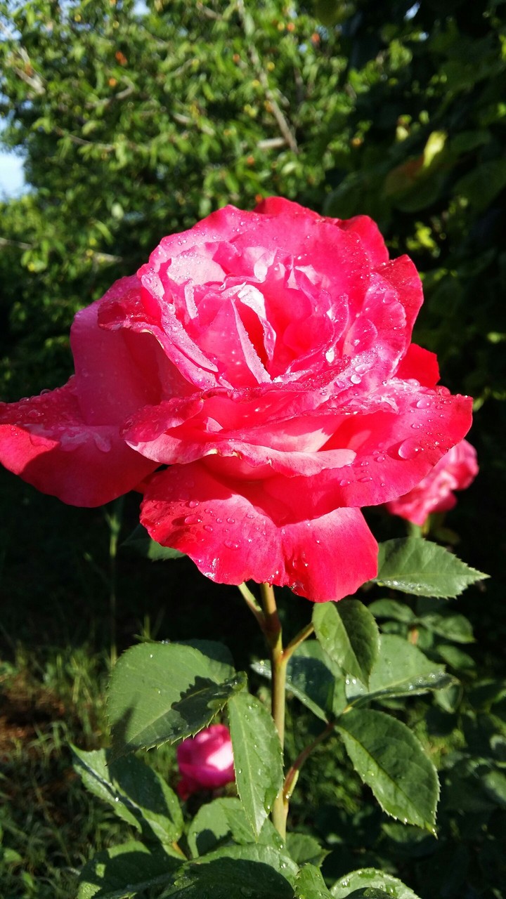 red flower