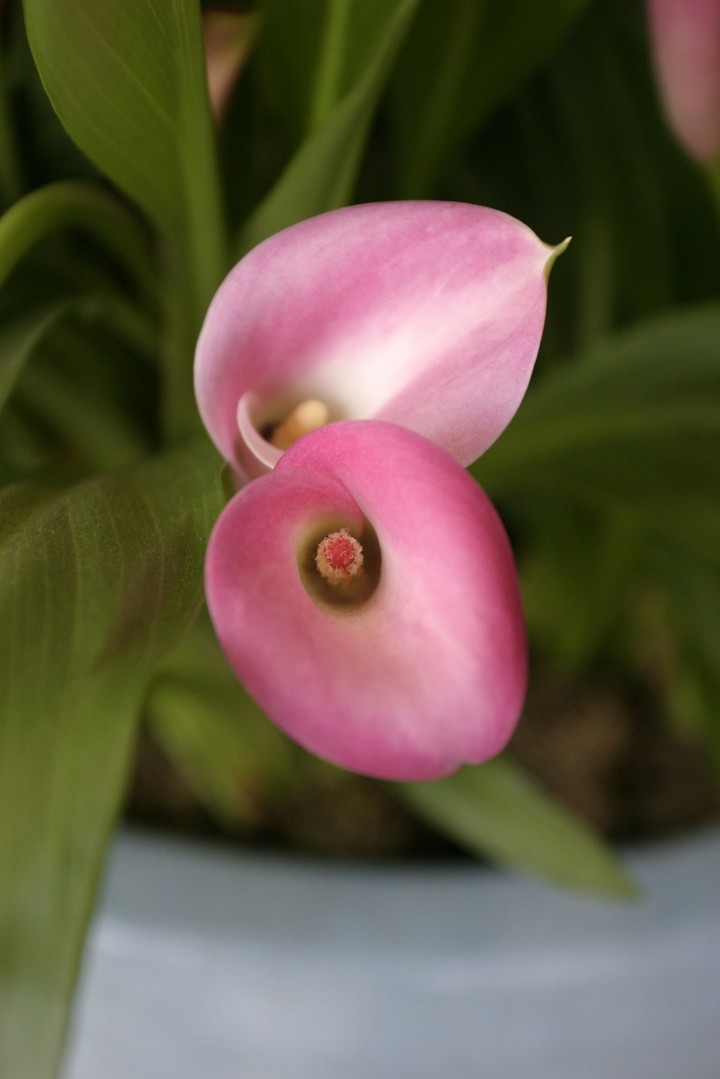 Plant