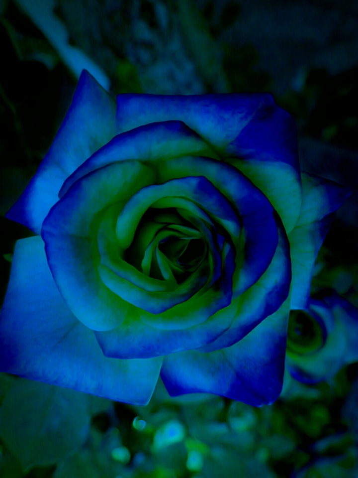 Flor189