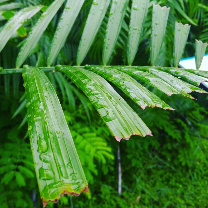 Raindrops on the Leaves