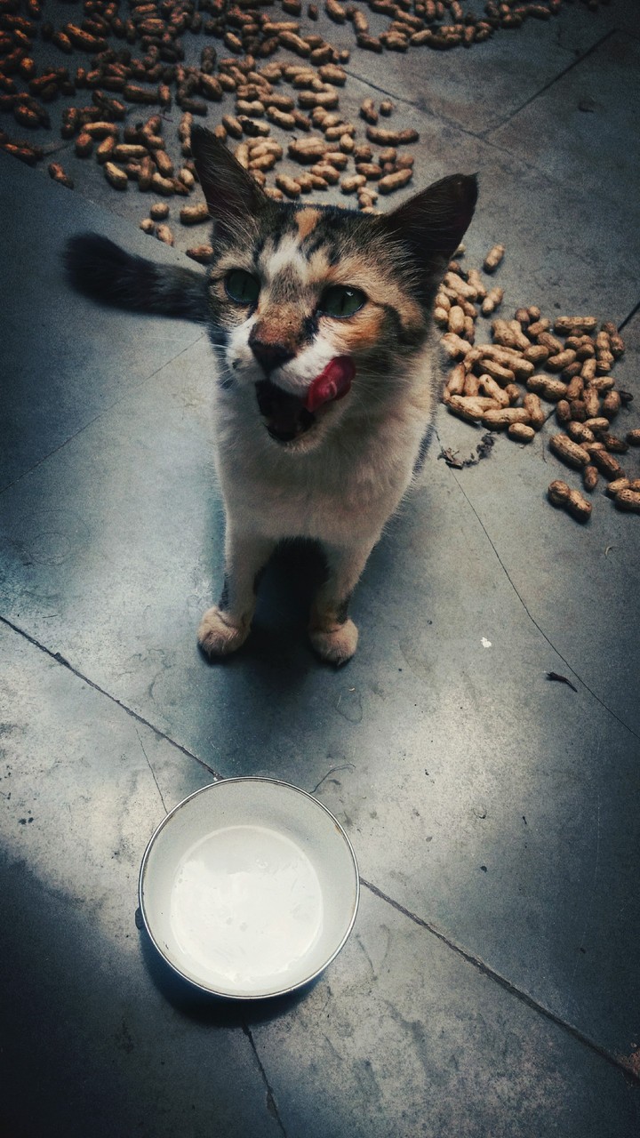 CatLove