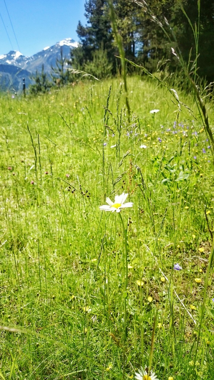 Alps