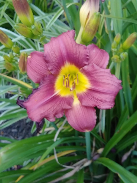 Flower