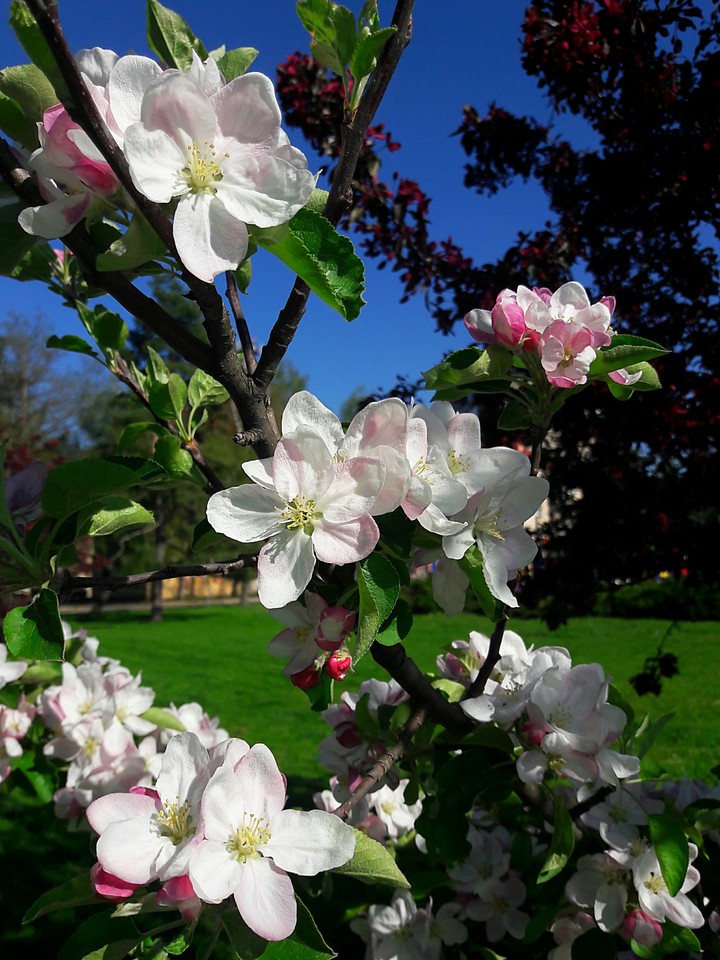 beautiful spring
