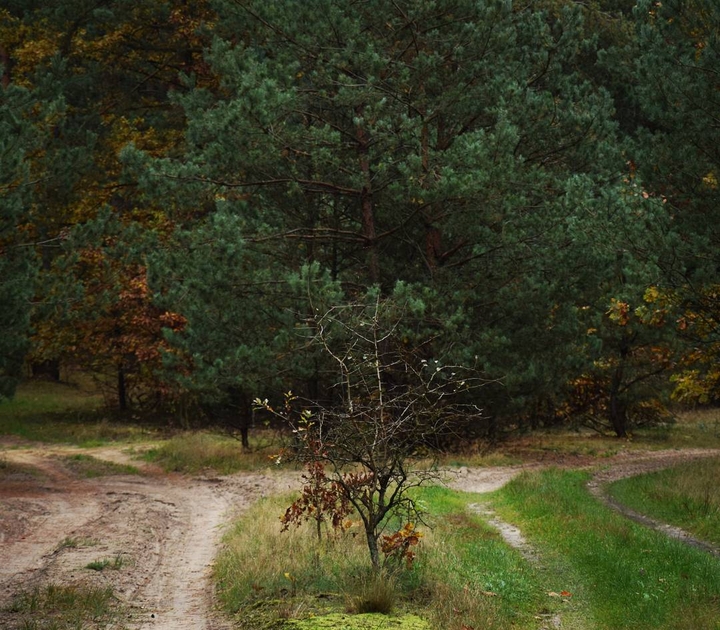 Forest