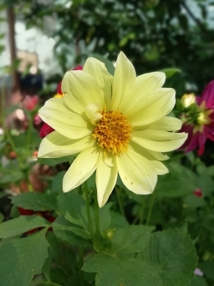flower