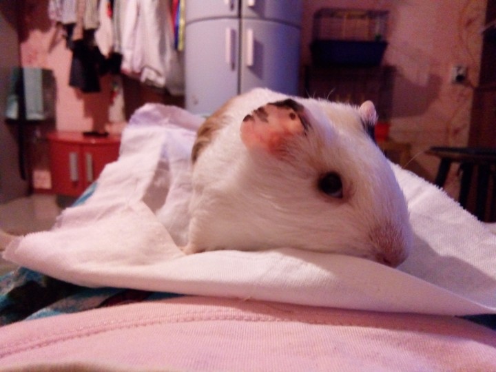 My pig