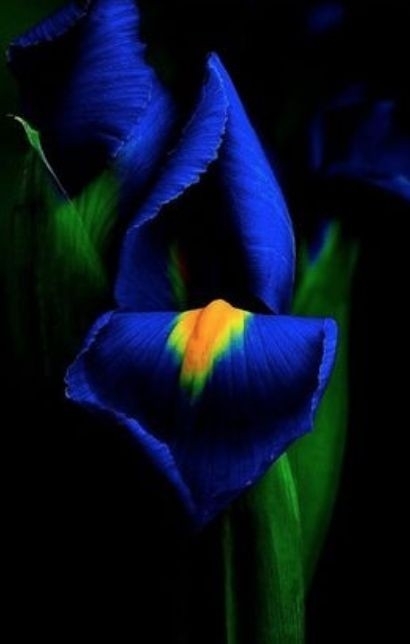 Iris ❤