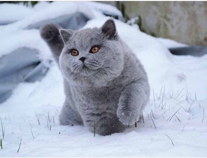 kitten