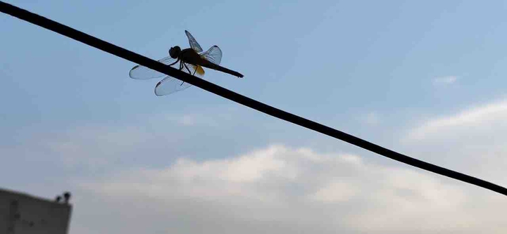 dragonfly ✨