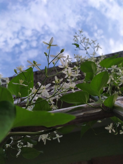 Clematis