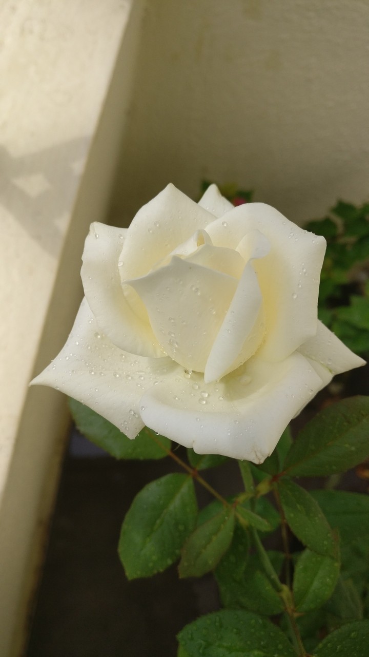 WhiteRose