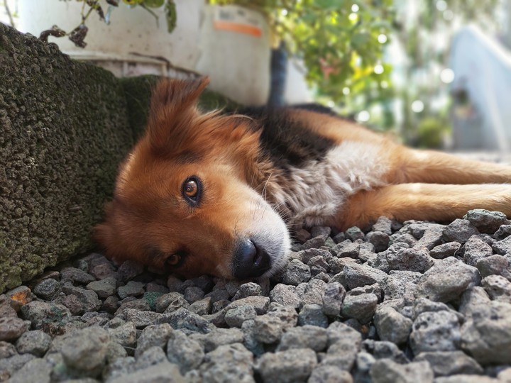 Dog