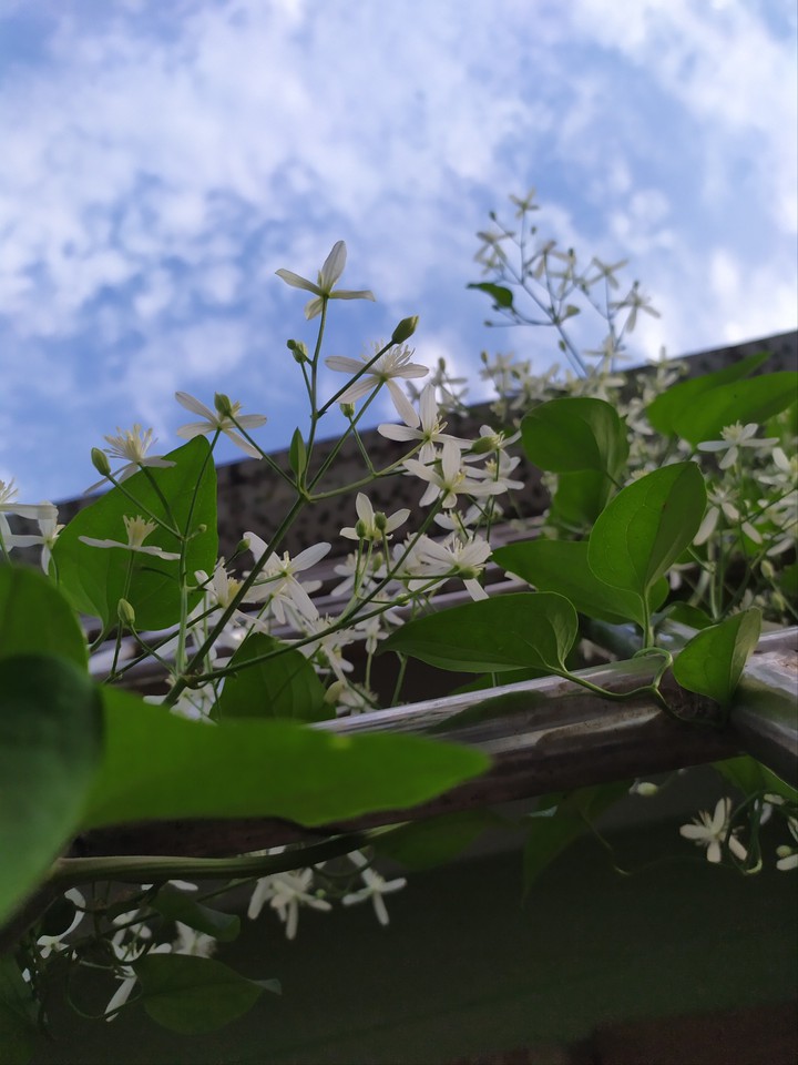 Clematis