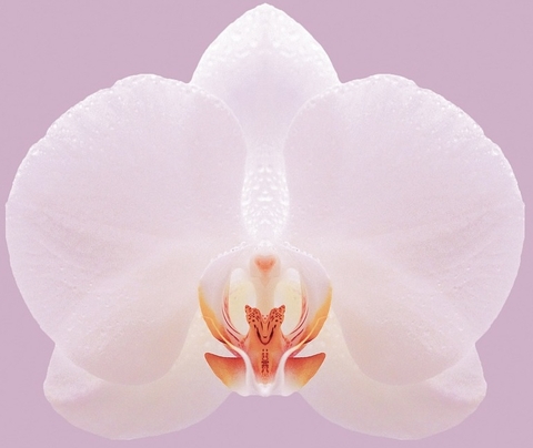 orchids, Blossom वॉलपेपर