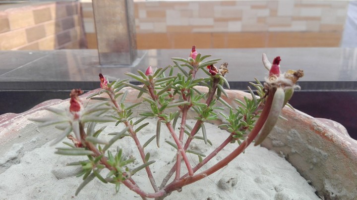 plant