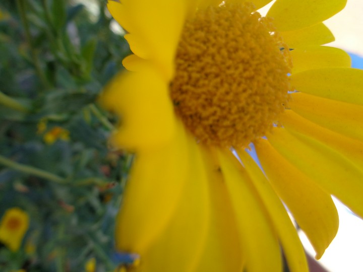sun flower
