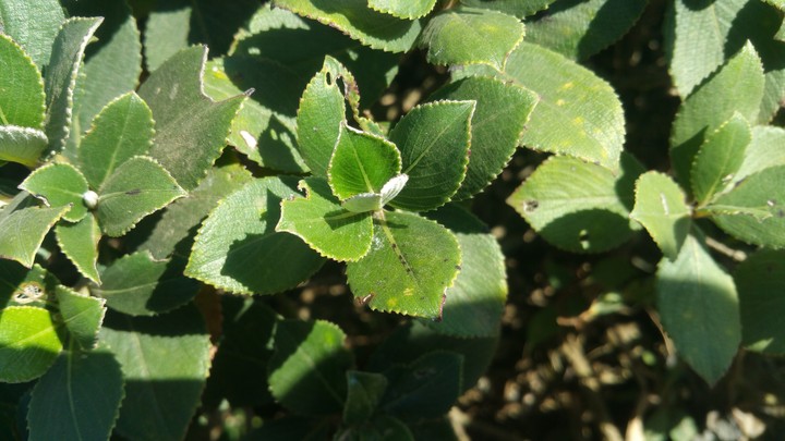 green leaf