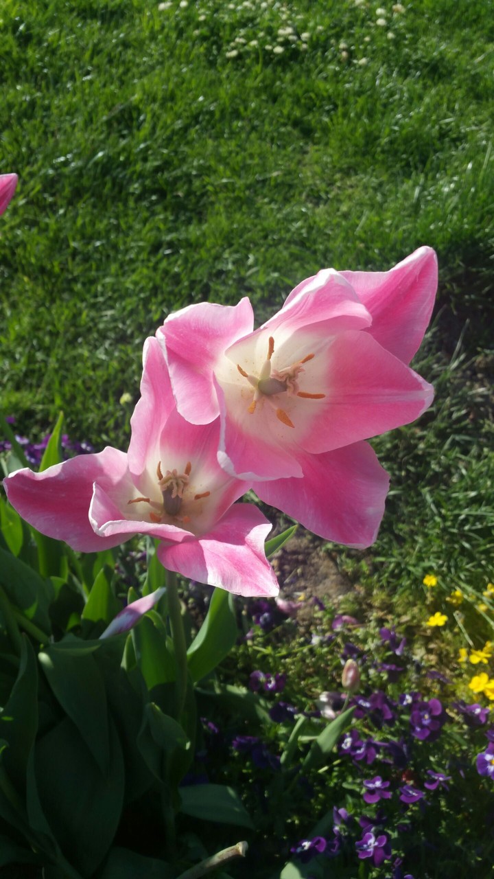 Pembe