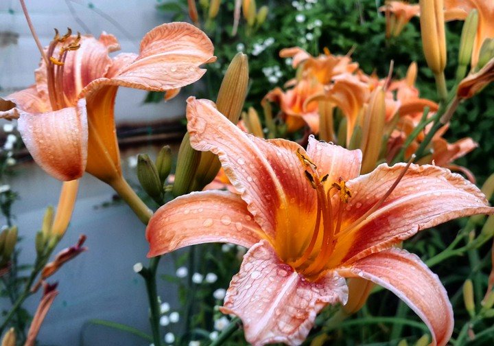 flowers