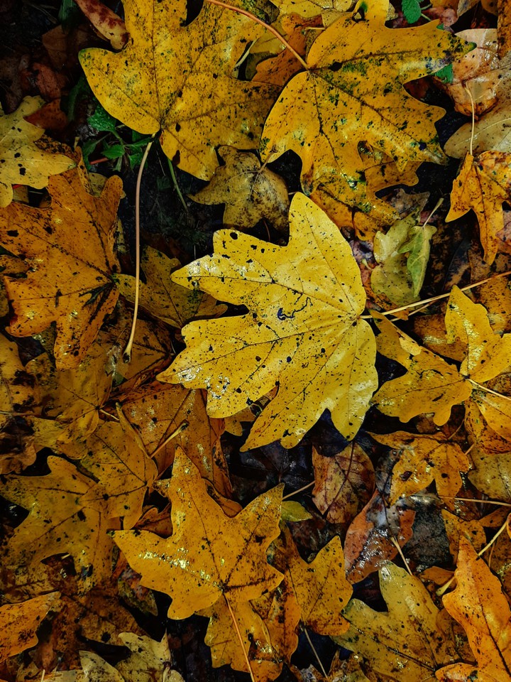 autumn