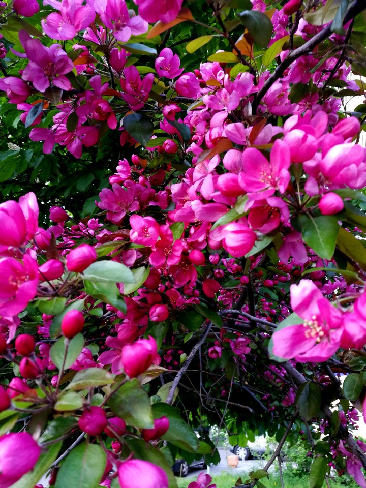 apple tree