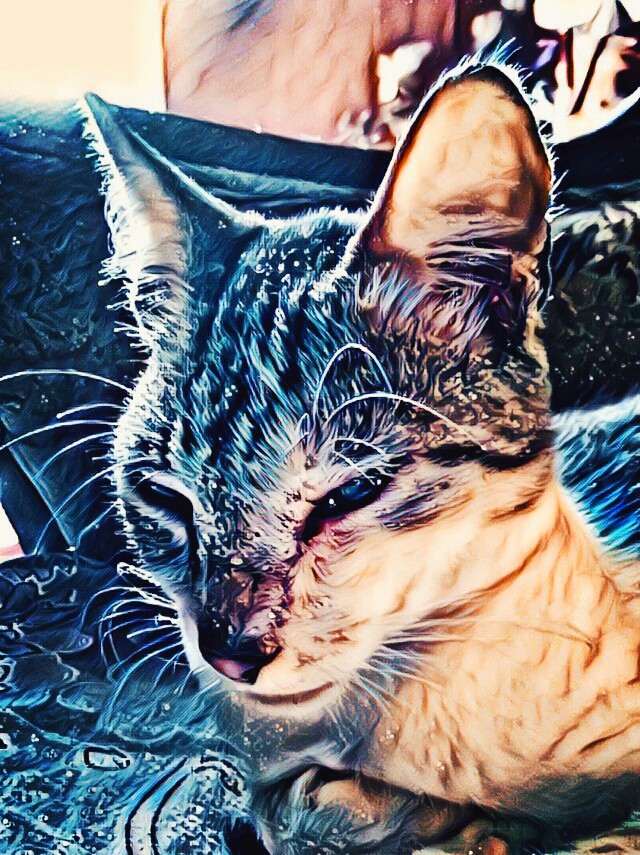 cats