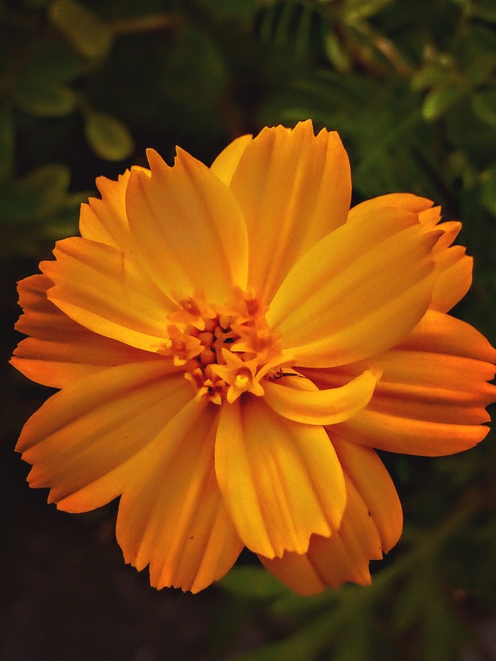 #lovely #yellowish #flower #capture #upload
