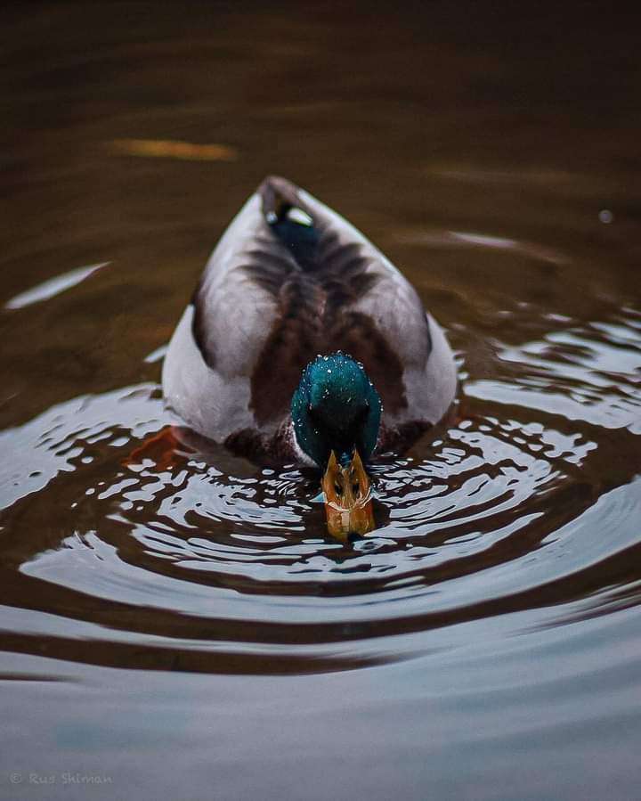 └(❤ω❤)┘