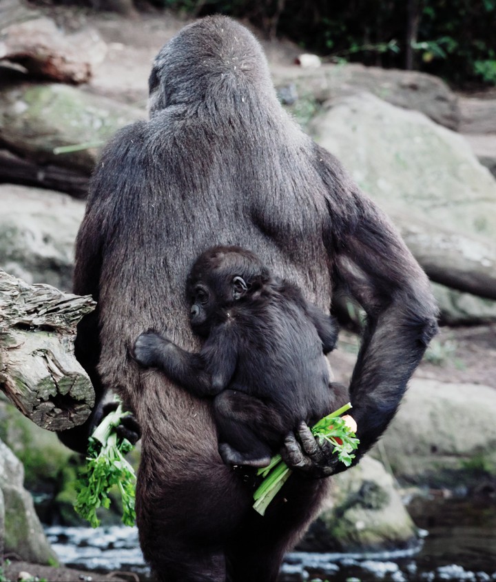 Gorilla (●´ϖ`●)