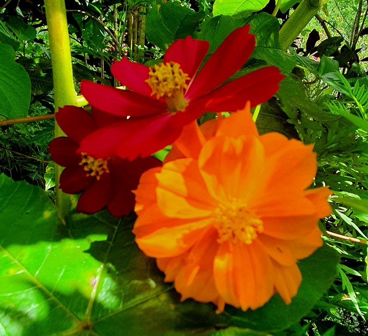 Colores