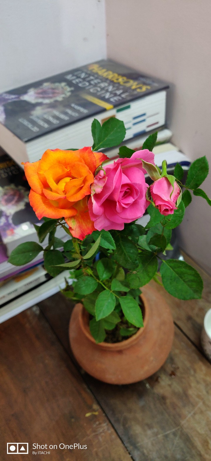 rose