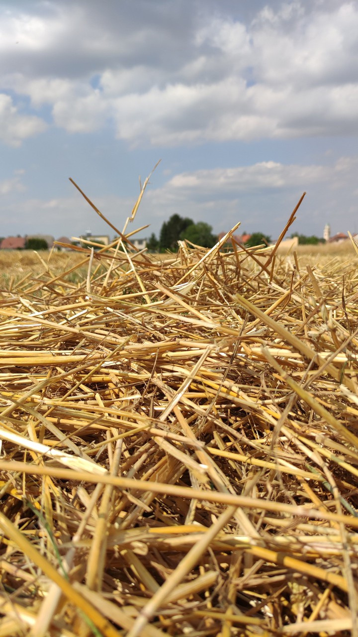 Straw
