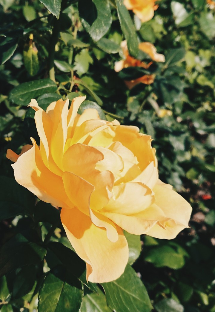 Flower in the garden
