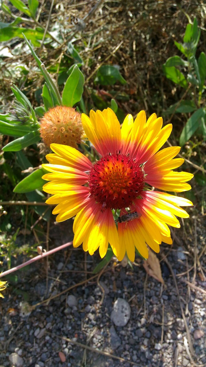 Bright sunflower✩★✩