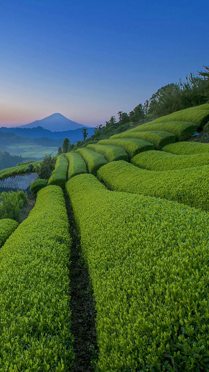 кущ