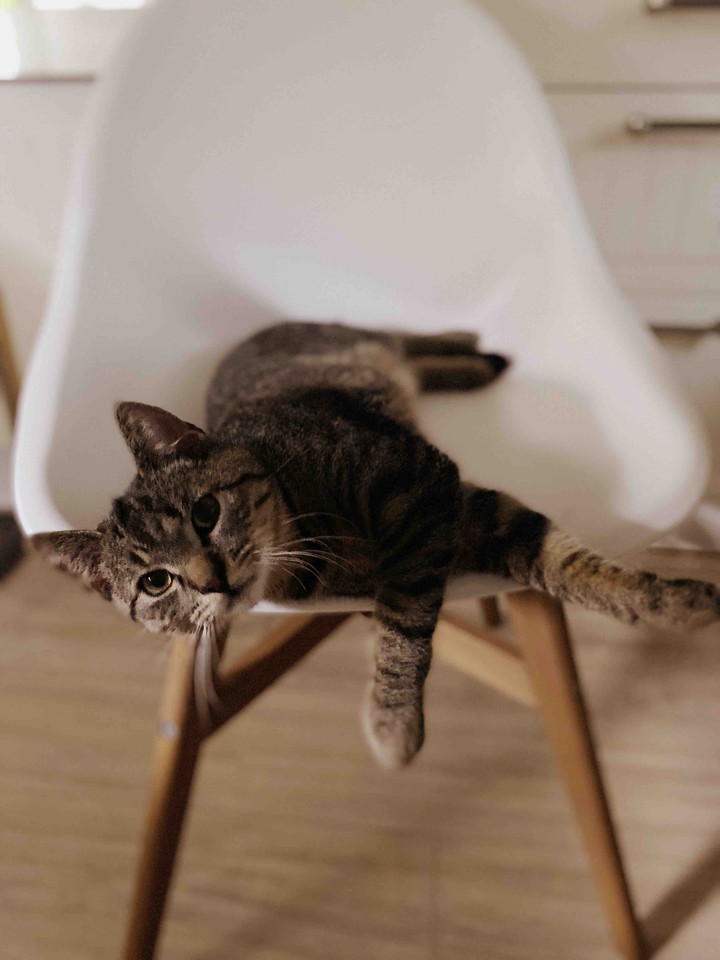 Katzen Liebe