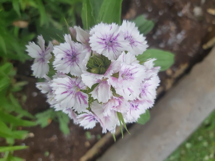 white carnation.