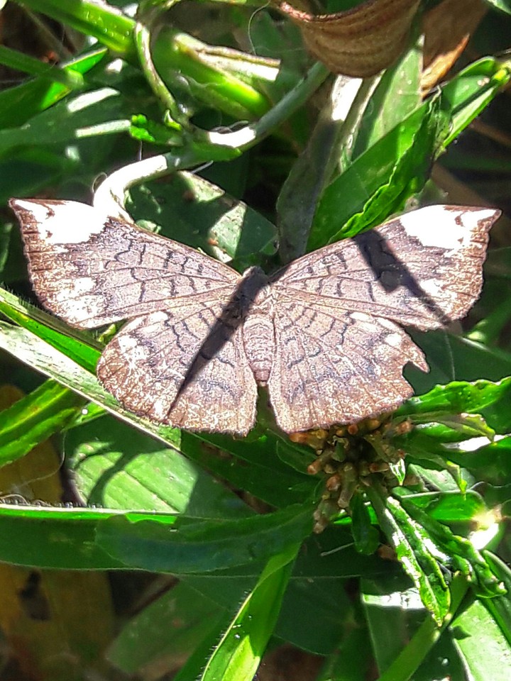 Butterfly