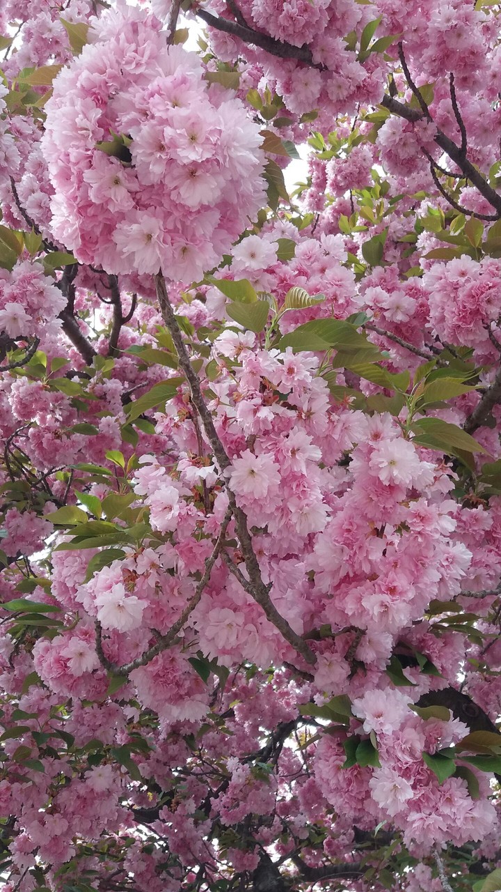 magnolia tree