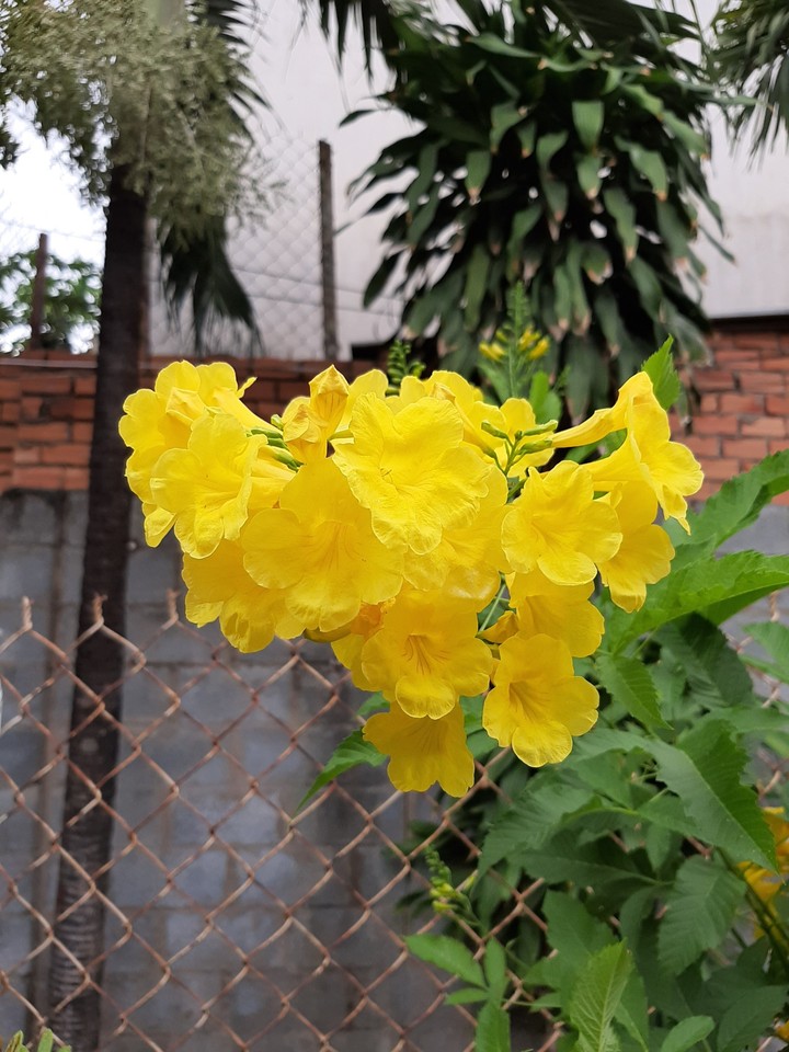 flower